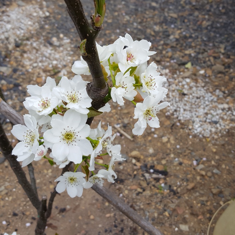 我が家に梨の花が咲きました 食べられたらうれしいです 懸賞好き そそっかしい主婦きういのブログ